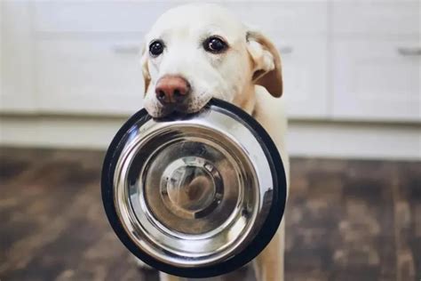 The Ultimate Guide to Nutritional Dog Food: Ensuring Your Canine's Optimal Health