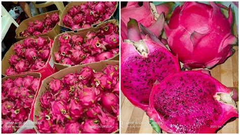 The Ultimate Guide to Ordering Dragon Fruit Online