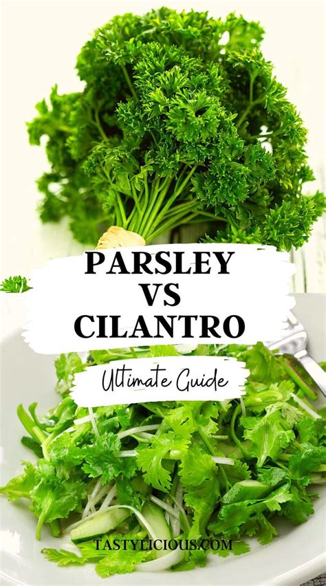 The Ultimate Guide to Parsley Lele: