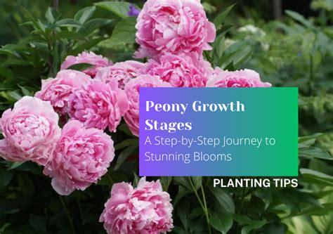 The Ultimate Guide to Peony Fertilization: 5 Steps to Stunning Blooms