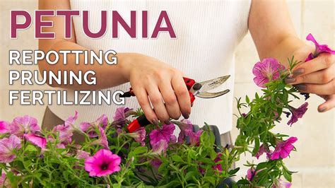 The Ultimate Guide to Petunia Fertilizer: 5 Essential Tips