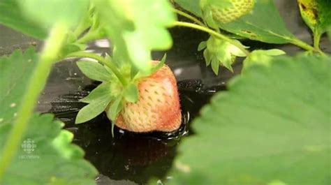 The Ultimate Guide to Preventing and Repairing Soggy Strawberries: A Comprehensive Resource