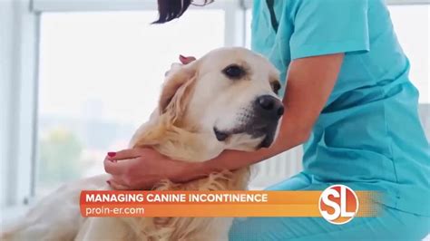 The Ultimate Guide to Proin Canine: A Comprehensive Exploration