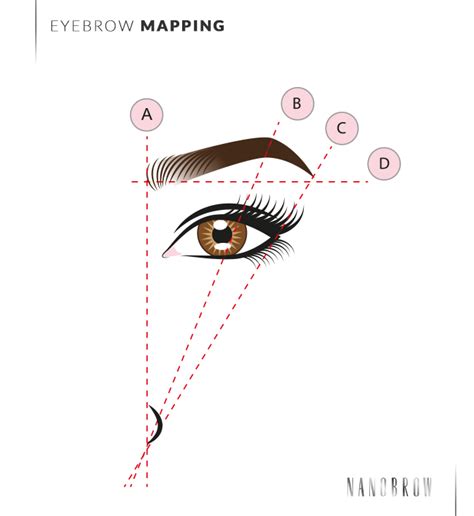 The Ultimate Guide to Proper Brow Shape: Achieve Perfect Arches in 7 Simple Steps