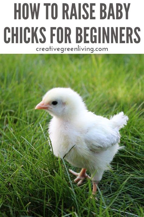 The Ultimate Guide to Raising Chicks: A Step-by-Step Journey