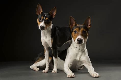 The Ultimate Guide to Rat Terrier Dogs: Everything You Need to Know