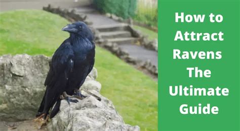 The Ultimate Guide to Raven 20 Waterproof: Experience Unbeatable Performance in Wet Environments