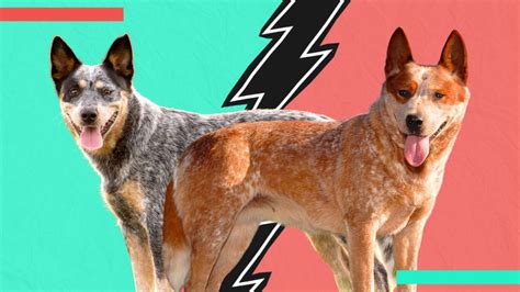 The Ultimate Guide to Red Heelers vs. Blue Heelers: Unraveling the Differences and Making an Informed Decision