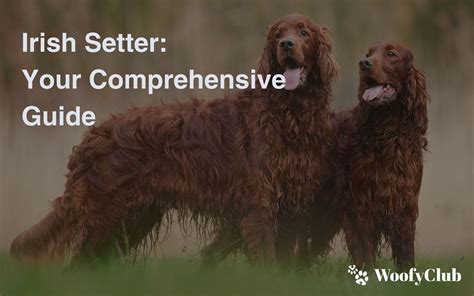 The Ultimate Guide to Redwing Irish Setters: Your Comprehensive Companion