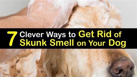 The Ultimate Guide to Removing Skunk Odor from Your Dog: A Symphony of Smells and Solutions