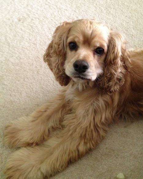 The Ultimate Guide to Rescuing a Cocker Spaniel: A Journey of Love and Companionship