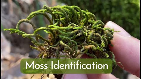 The Ultimate Guide to Riley Moss: A Comprehensive Exploration of the Moss Species