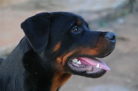 The Ultimate Guide to Rottweiler Mix Doberman: A Comprehensive Exploration of the Dynamic Hybrid