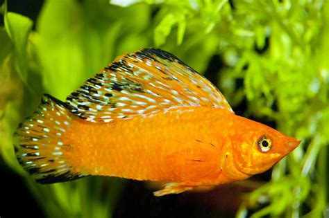 The Ultimate Guide to Sailfin Mollies: Unlocking the Secrets of These Endearing Fish