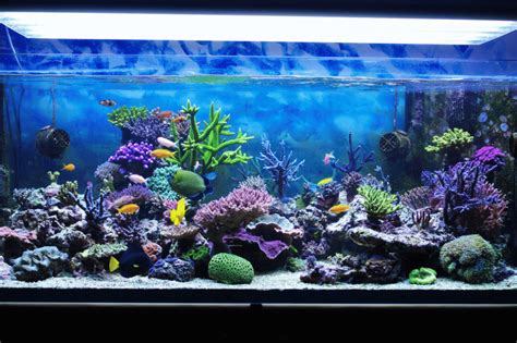 The Ultimate Guide to Saltwater Reef Tanks: A Thriving Ecosystem in Your Home