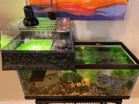 The Ultimate Guide to Setting Up and Maintaining a Red-Eared Slider Turtle Tank