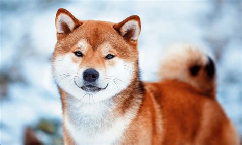 The Ultimate Guide to Shiba Inu Breeders: Finding the Perfect Companion for Your Family