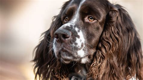 The Ultimate Guide to Spaniels: A Comprehensive Breed Profile