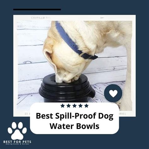 The Ultimate Guide to Spill-Proof Dog Water Bowls: Ensuring Hydration without the Mess