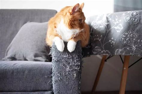 The Ultimate Guide to Stop Cats from Scratching Furniture: A Cat-Lover's Toolkit