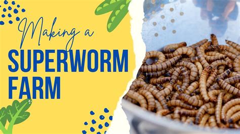 The Ultimate Guide to Superworms: Your Complete Resource for Feeding and Breeding