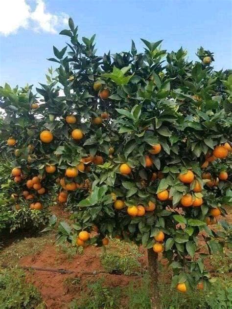 The Ultimate Guide to Thriving with Orange Farming