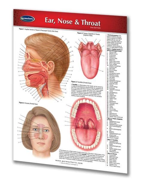 The Ultimate Guide to Throat Health: A Comprehensive Look at ThroatXGoatX