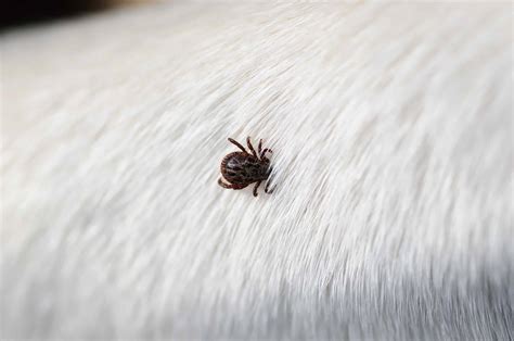 The Ultimate Guide to Tick & Flea Spray for Dogs: 10,000+ Words of In-Depth Analysis