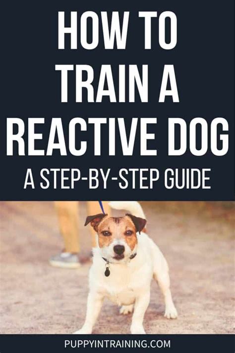 The Ultimate Guide to Training a Reactive Dog: Step-by-Step Strategies for a Calmer and Happier Pet