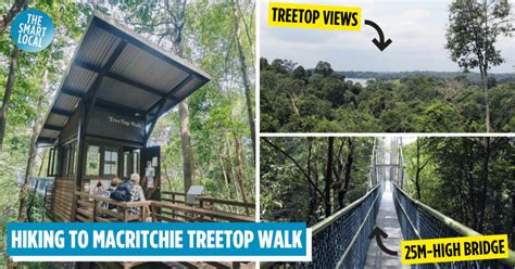 The Ultimate Guide to Tree Top Walk in Singapore