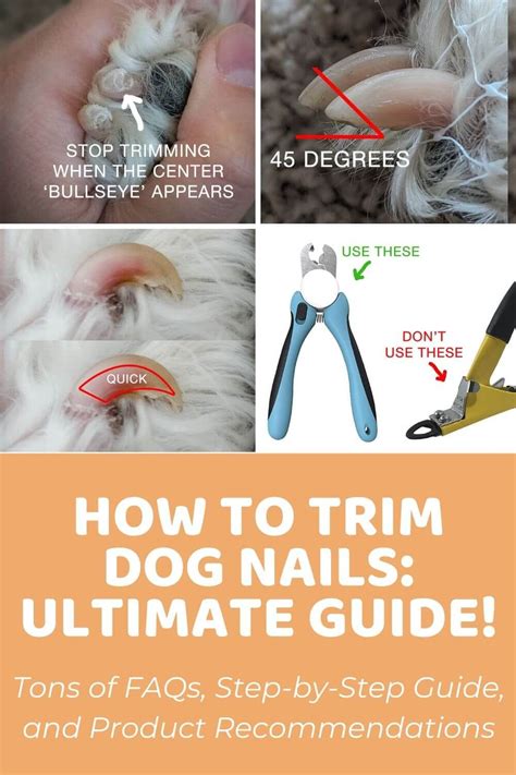 The Ultimate Guide to Trimming Dog Nails: A Comprehensive Approach