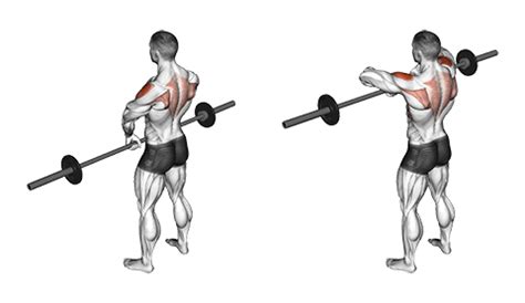 The Ultimate Guide to Understanding Muscles Worked in Upright Row