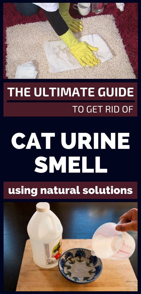 The Ultimate Guide to Vanquishing Cat Urine Odors from Your Carpet