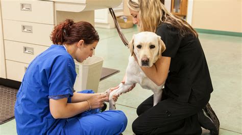 The Ultimate Guide to Veterinary Technician Jobs in Singapore: A Comprehensive Overview