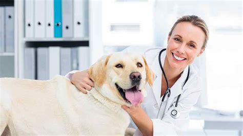 The Ultimate Guide to Vets Best: Your Comprehensive Buying Guide for Pet Health Essentials