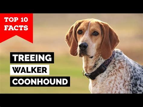 The Ultimate Guide to Walker Coonhounds: A Comprehensive Treatise on the Beloved Hunting Breed