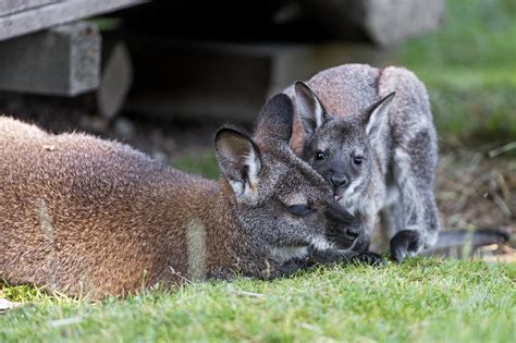 The Ultimate Guide to Wallabies: Fascinating Facts, Conservation, and Impact