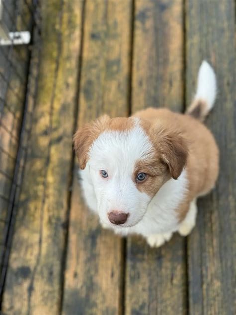 The Ultimate Guide to Welcoming a Border Collie Puppy into Your Life