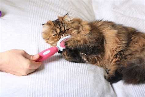 The Ultimate Guide to Wet Cats: From Hairballs to Hygiene