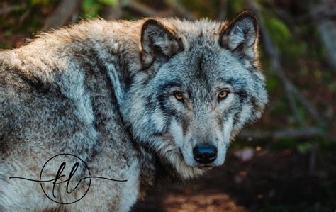 The Ultimate Guide to Wolf Jackets: Embrace the Wild Within