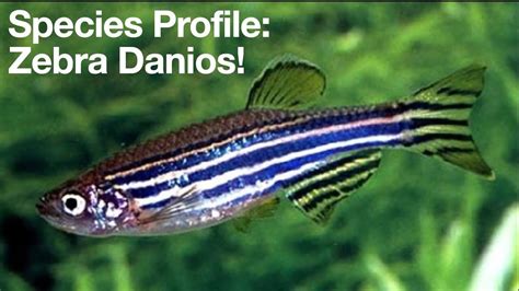 The Ultimate Guide to Zebra Danio Fish: The Perfect Pet for Beginners and Experts Alike