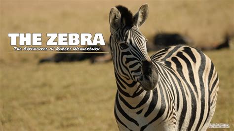 The Ultimate Guide to Zebras: Everything You Need to Know