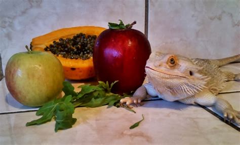 The Ultimate Guide to a Wholesome Diet for Bearded Dragons