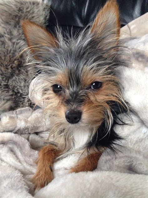 The Ultimate Guide to the Adorable Yorkshire Terrier Chihuahua Mix