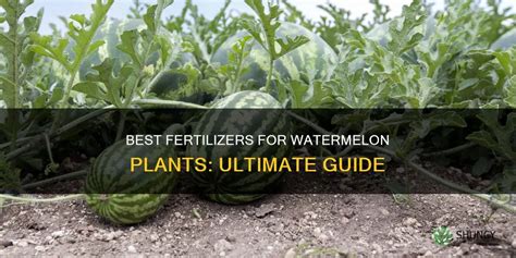 The Ultimate Guide to the Best 5 Fertilizers for Bountiful Watermelon Harvests