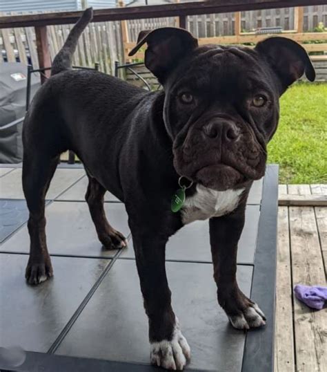 The Ultimate Guide to the Boston Terrier and English Bulldog Mix