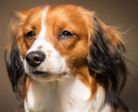 The Ultimate Guide to the Charming Kooikerhondje: A Loyal and Affectionate Companion