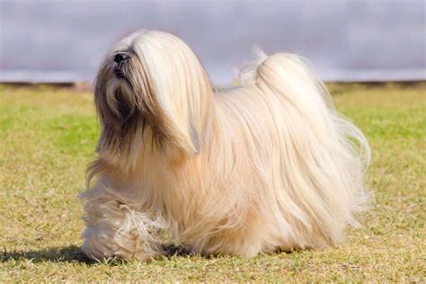 The Ultimate Guide to the Charming Lhasa Apso: A Comprehensive Companion for Dog Lovers