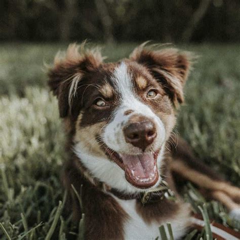 The Ultimate Guide to the Collie and Aussie Mix: A Breed of Intelligence, Loyalty, and Energy