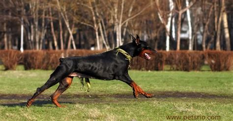 The Ultimate Guide to the Doberman Cora: A Comprehensive Breed Overview